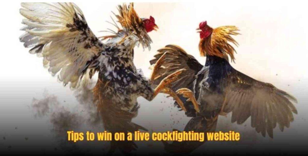 Live Cockfighting